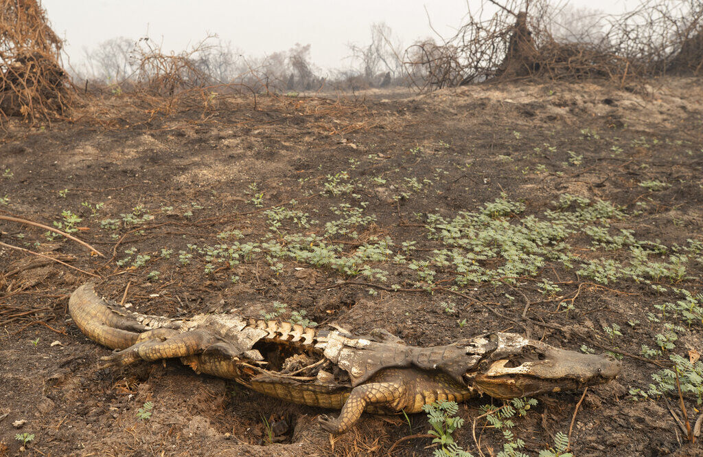 APTOPIX Brazil Wetlands Fire